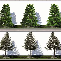 Different Types Of Trees In Outdoor Landscape With White Wall Background And Shadow Effects