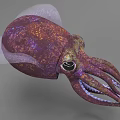 Vibrant Purple Orange Squid With Transparent Membrane And Long Tentacles Featuring Distinctive Eyes