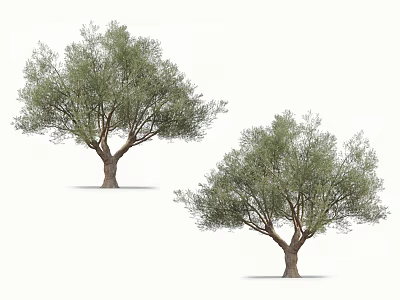 Two Healthy Olive Trees With Lush Green Foliage And Sturdy Trunks In White Background 3d model