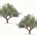 Two Healthy Olive Trees With Lush Green Foliage And Sturdy Trunks In White Background
