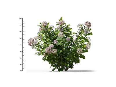 Lush Green Plant with Purple Flower Clusters and Height Measurement 3d model