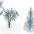 Modern Ornamental Plants With Blue Green Radial Leaves And Feathery Pine Like Foliage