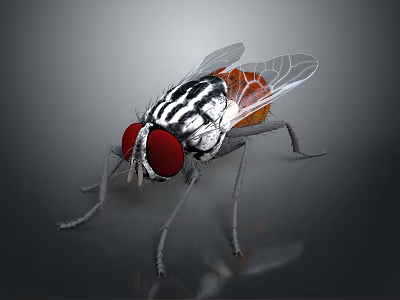 Detailed Fly With Red Large Eyes Black White Striped Body Transparent Wings And Orange Abdomen 3d model