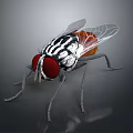Detailed Fly With Red Large Eyes Black White Striped Body Transparent Wings And Orange Abdomen
