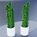 Two Green Bonsai Potted Plants in White Pots for Indoor Decoration