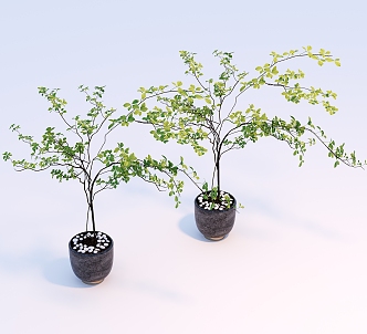 potted plants potted plants 3d model