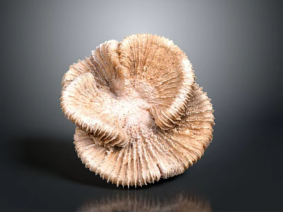 Light Brown Sea Anemone With Ruffled Tentacles On Black Reflective Surface 3d model