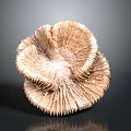 Light Brown Sea Anemone With Ruffled Tentacles On Black Reflective Surface
