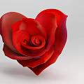 Red Heart Shaped Rose Flower in Stylish Vase for Living Room Decoration
