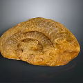 Chi chrysanthemum stone ancient fossil stone chrysanthemum fossil items 3d model