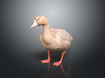Realistic Brown Duck 3D Model Standing with Orange Feet on Dark Background 3d model