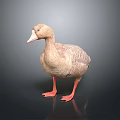 Realistic Brown Duck 3D Model Standing with Orange Feet on Dark Background