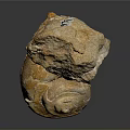 Chi chrysanthemum stone ancient fossil stone chrysanthemum fossil items 3d model