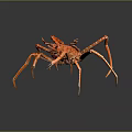 Red Crab With Long Legs And Textured Shell On Dark Background With Reflection