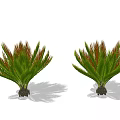 Two Tropical Trees with Green Fronds and Red Edges Isolated on White Background