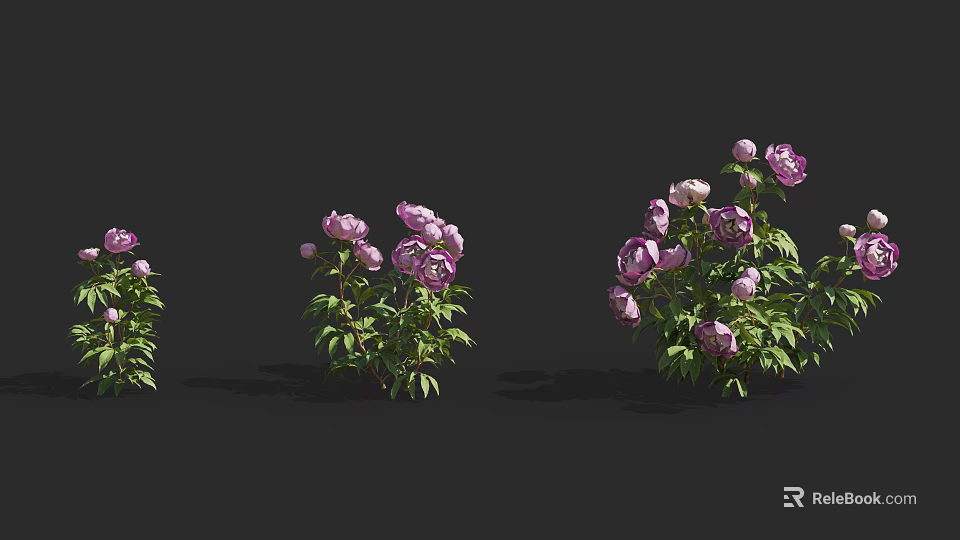 Beautiful 3D Model Peonies with Purple Flowers and Green Leaves in Three Clusters 3d model 