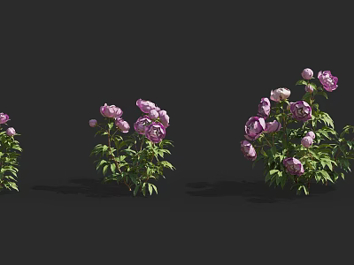 Beautiful 3D Model Peonies with Purple Flowers and Green Leaves in Three Clusters 3d model