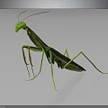 Green Praying Mantis with Long Slender Legs on Dark Reflective Surface 3d model