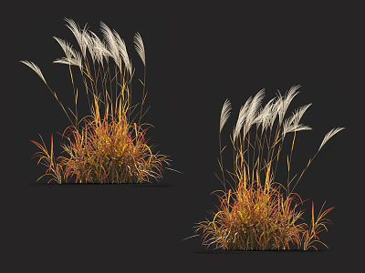 Tall Fluffy Feather Grass With Orange Red Leaves On Dark Background 3d model