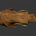 Large Ancient Animal Fossil Skull With Prehistoric Bone Structure And Scientific Significance