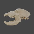 3D Rendered Animal Skull With Detailed Anatomical Features And Gray Background