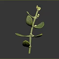 Fresh Green Plant With Stem Leaves And Small Flowers On Black Background