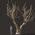 Tall Leafless Tree With Thick Trunk Twisted Branches And Small Figure Beside