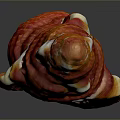 Red And White Ribbed Conch Shell With Glossy Surface On Dark Background And Reflection