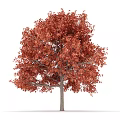 Vibrant Red Leaf Arbor With Lush Autumn Foliage And Strong Trunk