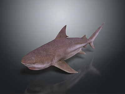 Realistic 3D Shark Model With Detailed Skin Texture And Reflective Surface 3d model