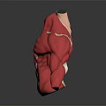 Human Torso Anatomical Model Displaying Left Muscular And Right Red Muscle Structure
