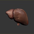 liver human visceral system human visceral liver medicine human body specimen 3d model