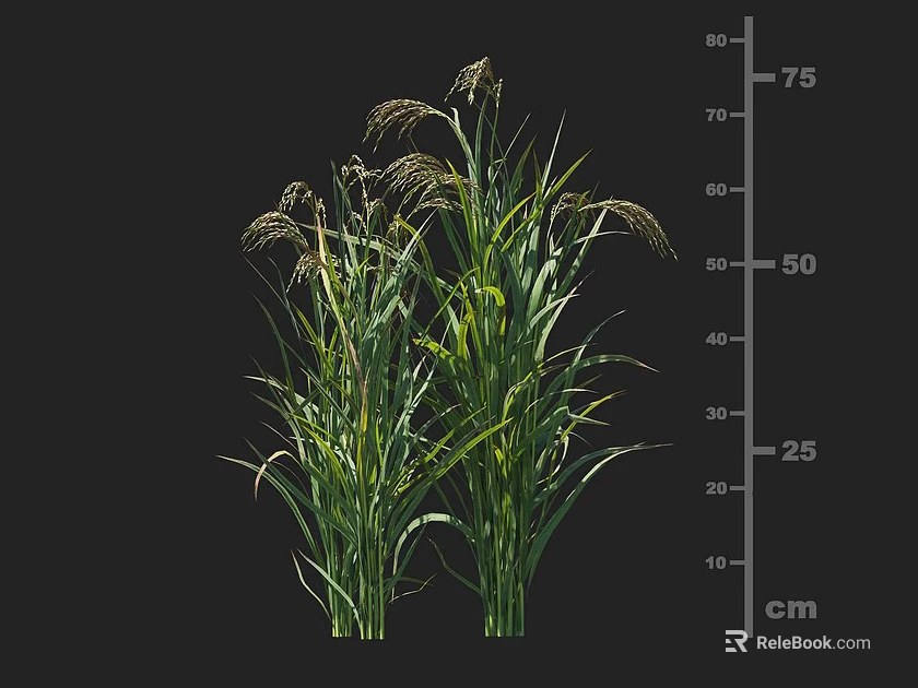 Crop Plant With Green Leafy Stems Seed Heads And 75 cm Height Measurement 3d model 