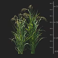 Crop Plant With Green Leafy Stems Seed Heads And 75 cm Height Measurement