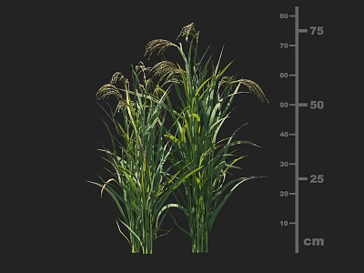 Crop Plant With Green Leafy Stems Seed Heads And 75 cm Height Measurement 3d model