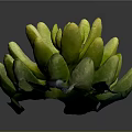 Succulent Plant With Green Yellow Plump Cluster Leaves On Dark Background