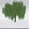 Graceful Willow Tree With Long Hanging Green Leaves And Brown Trunk