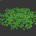 Lush Green Ground Cover Plants With Dense Foliage For Garden Landscaping