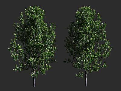 Two Arbor Trees With Lush Green Leaves And Dark Trunks Natural Look 3d model