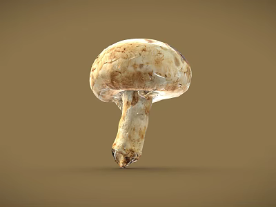 Fresh Natural Mushroom With White Cap Brown Spots And Smooth Stem On Plain Brown Background 3d model