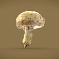 Fresh Natural Mushroom With White Cap Brown Spots And Smooth Stem On Plain Brown Background