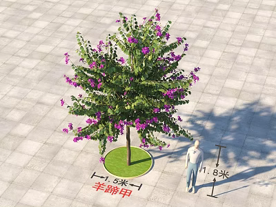 Arbor With Purple Flowers 11.8m Height 1.3m Trunk Diameter Near Person On Paved Ground 3d model