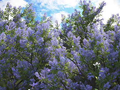 Beautiful Purple Flowers Blooming In Lush Trees With Blue Sky Background 3d model