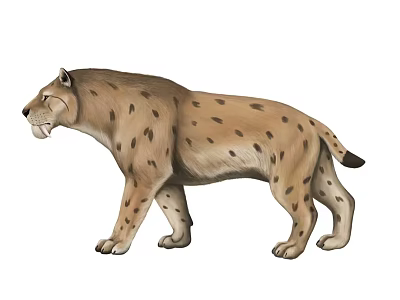 Prehistoric Saber Toothed Tiger With Brown Spotted Fur Walking In Natural Habitat 3d model