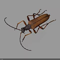 Beetle With Brown And Orange Body And Long Antennae On Dark Background