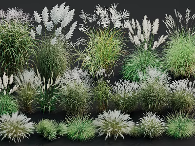 Ground Cover Plants With Various Ornamental Grasses Green And White Foliage 3d model