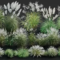Ground Cover Plants With Various Ornamental Grasses Green And White Foliage