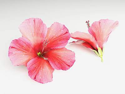 Two Pink Hibiscus Flowers With One Fully Open And One Partially Open On White Background 3d model