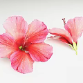 Two Pink Hibiscus Flowers With One Fully Open And One Partially Open On White Background