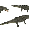 Reptile Crocodile Models With Green Gray Color Textured Skin Open Mouth On Light Background